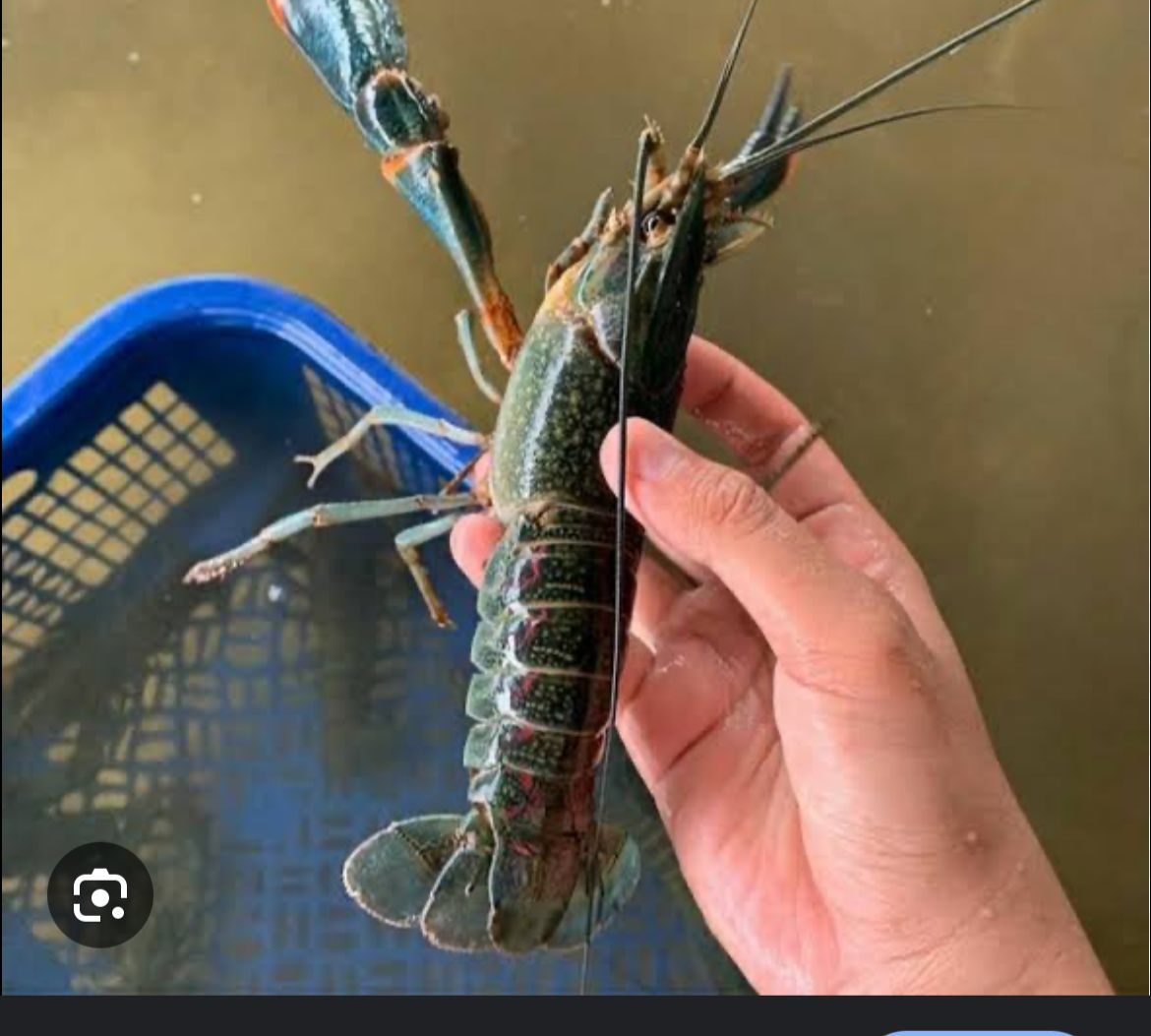 Crayfish/lobster air tawar