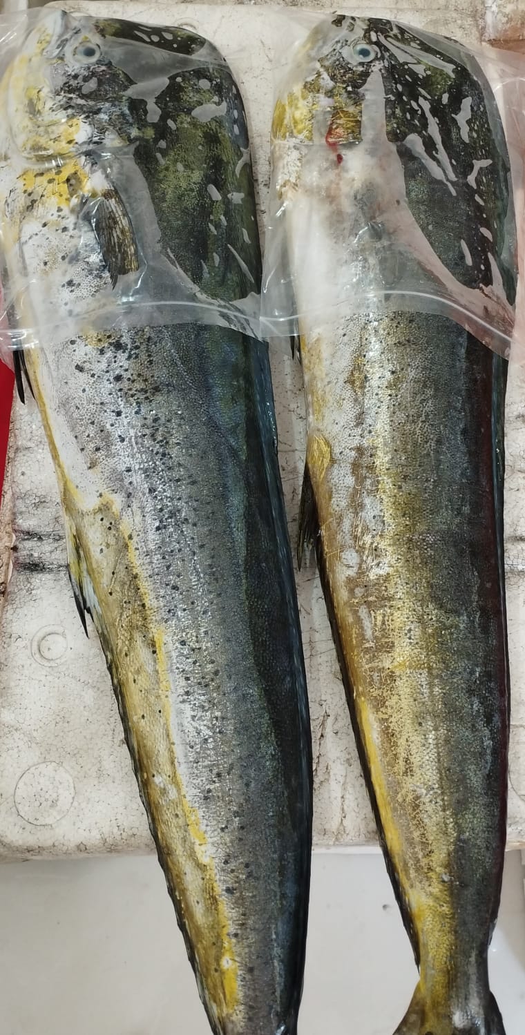 Mahi Mahi whole/filet