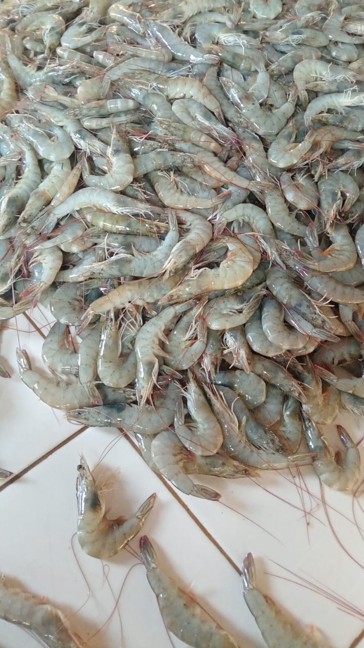 Prawn Vaname All Size – Supplier Udang Vaname Berkualitas Ekspor