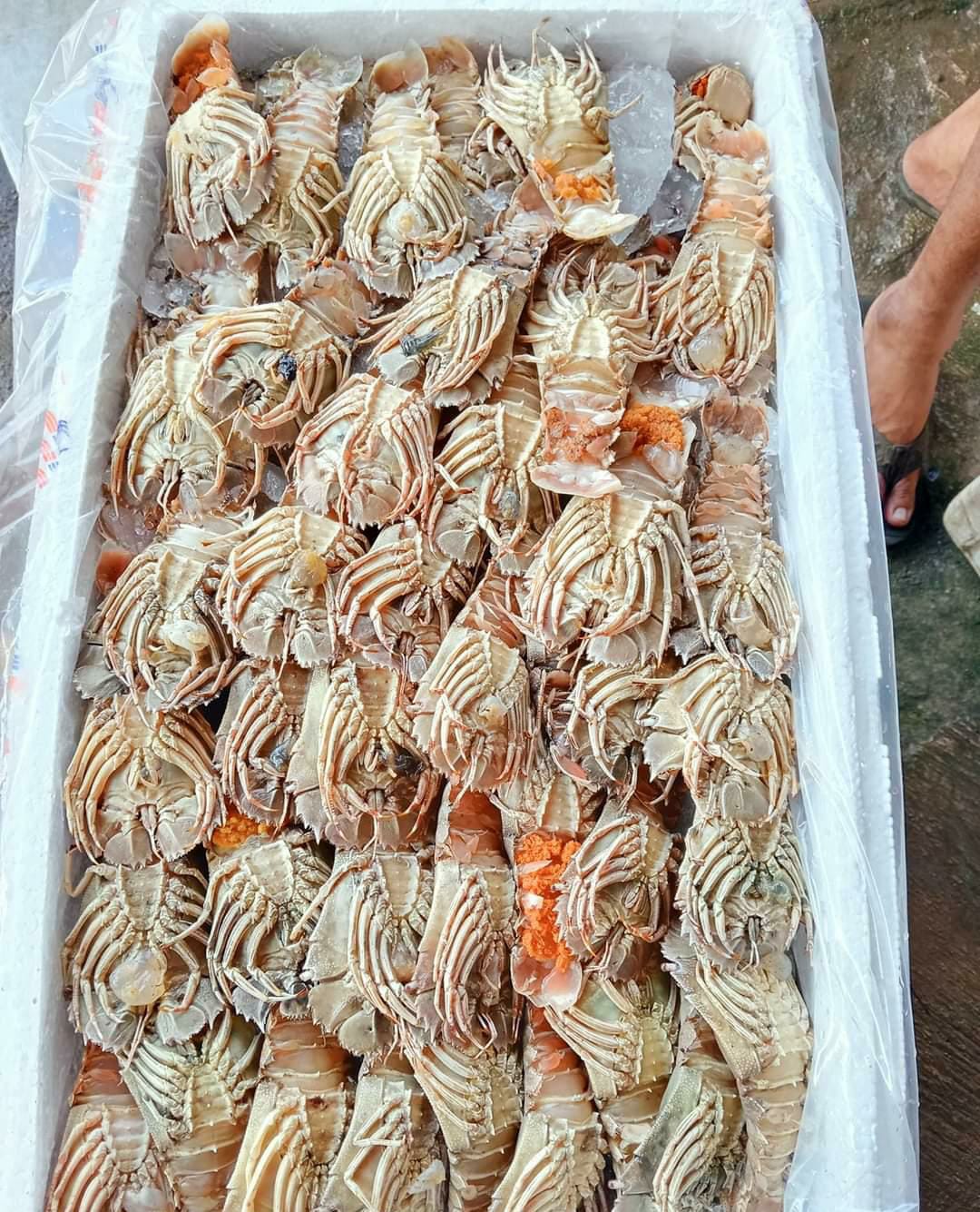 Slipper Lobster (Udang Kipas): Seafood Premium dengan Daging Manis dan Tekstur Lembut