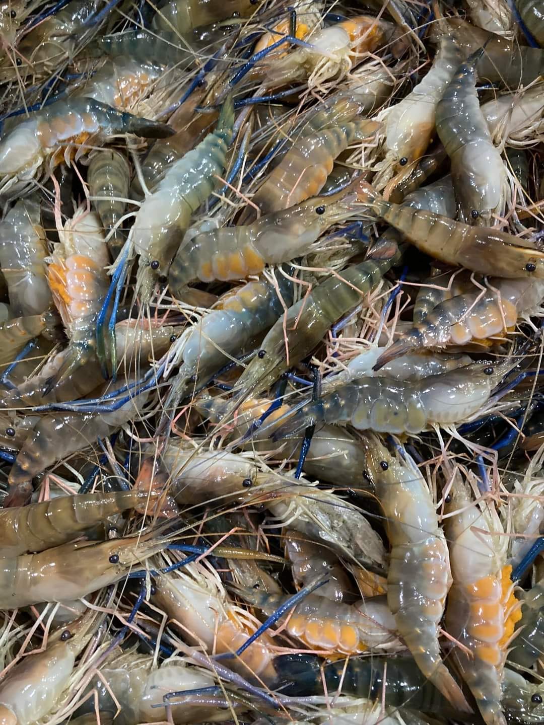 Udang Galah
